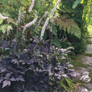 Actaea