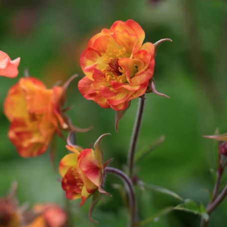 Geum