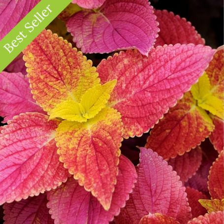 Annual Plants - Image 4