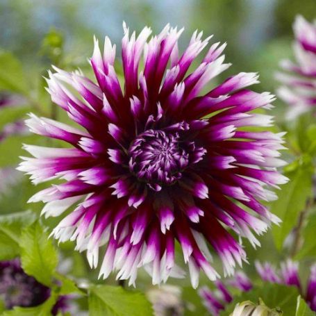 Annual Plants - Image 5