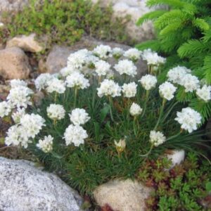 Armeria
