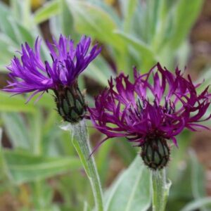Centaurea