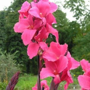 Canna Lily