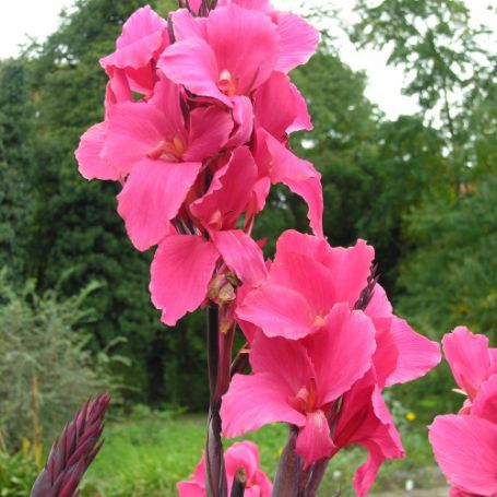 Canna Lily