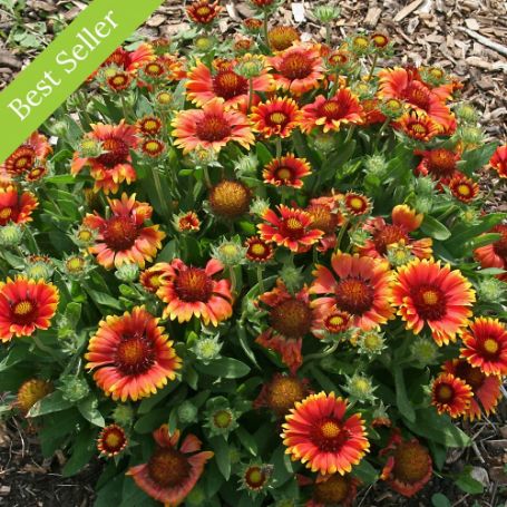 Gaillardia (Blanket Flower) - Image 3