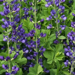 Baptisia
