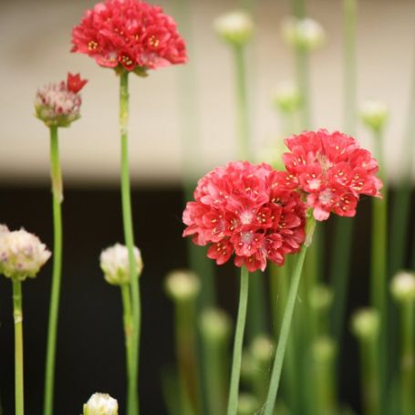 Armeria (Sea Thrift) - Image 2