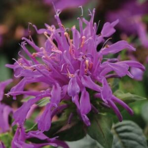 Monarda