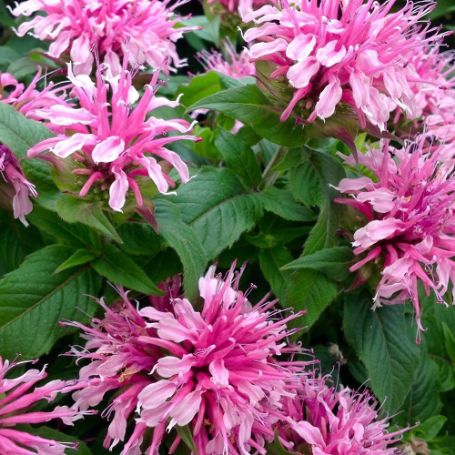 Monarda (Bee Balm) - Image 2