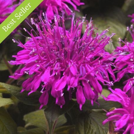 Monarda (Bee Balm) - Image 3