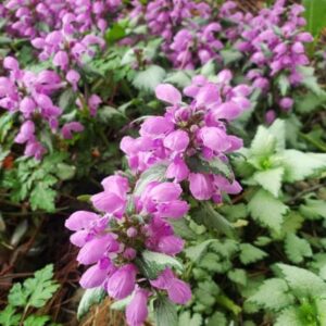 Lamium