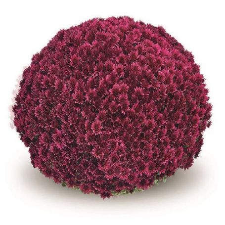 Belgian Mums Plant - Image 2