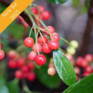 Aronia Berry