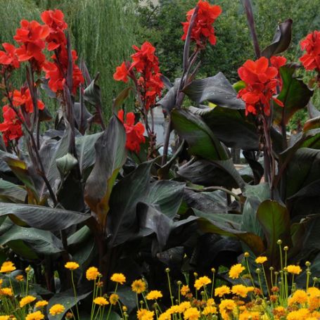 Canna Lily - Image 2