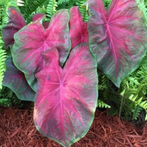 Caladium