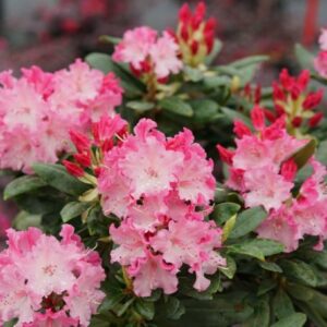 Rhododendron