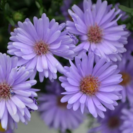Asters - Image 2