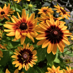 Rudbeckia