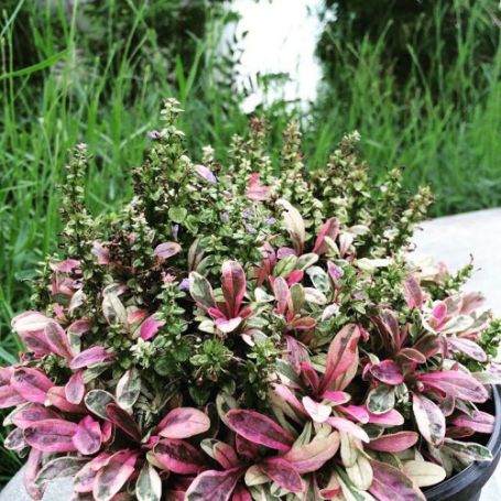 Ajuga (Bugleweed) - Image 4