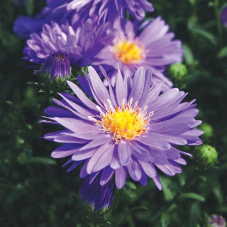 Asters - Image 3