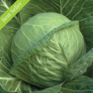Cabbage Plants