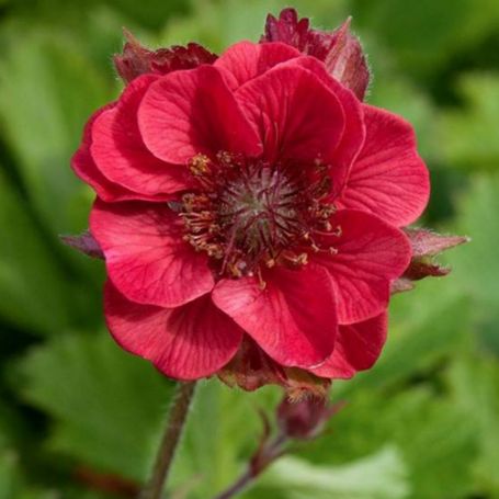 Geum (Avens) - Image 3
