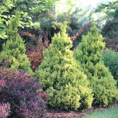 Arborvitae (Thuja) - Image 3