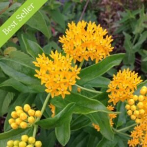 Asclepias