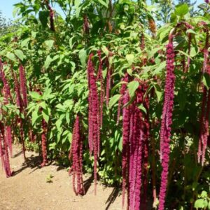 Amaranthus