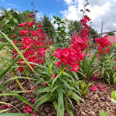 Penstemon