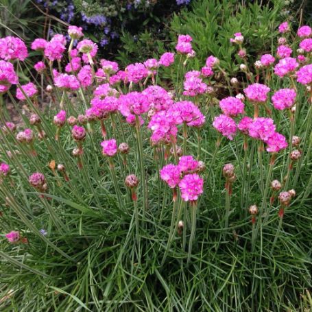 Armeria (Sea Thrift) - Image 3