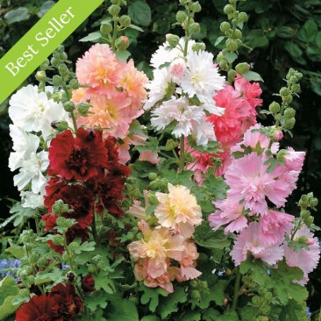 Alcea (Hollyhock) - Image 2