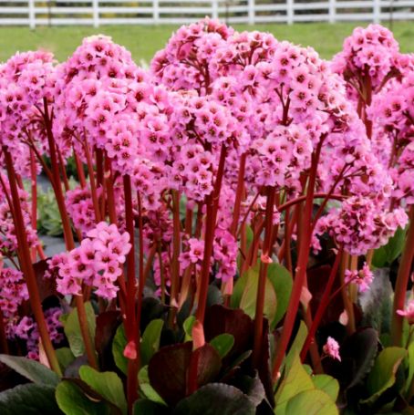 Bergenia