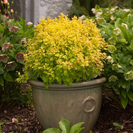 Barberry Bushes - Image 3