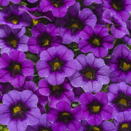 Calibrachoa - Image 3