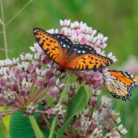 Asclepias (Milkweed) - Image 2