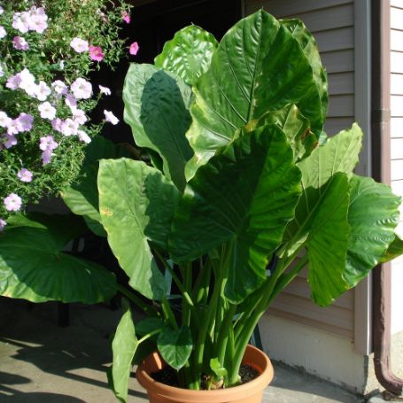 Alocasia