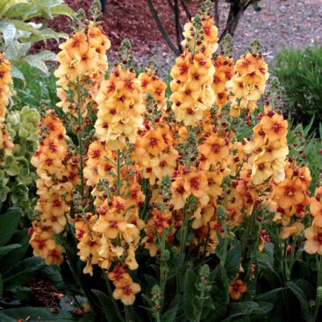 great mullein verbascum