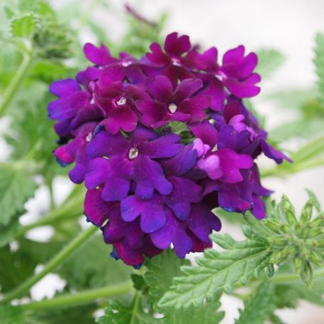 Verbena Plants for sale