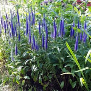 Veronica Speedwell Plant