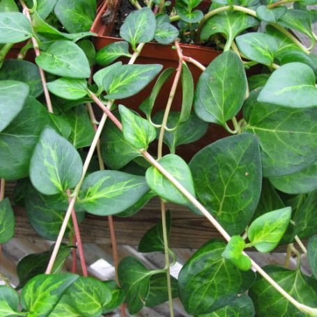 Vinca minor Periwinkle vine - Image 2