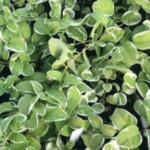 Vinca minor Periwinkle vine