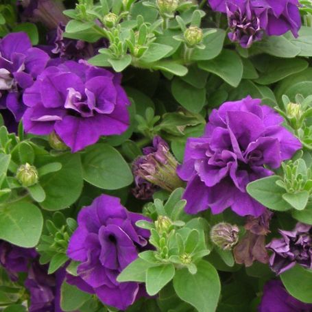 Wave Petunia Plants - Image 2