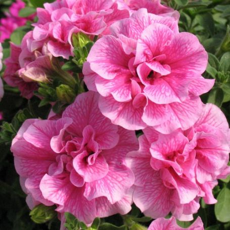 Wave Petunia Plants - Image 3