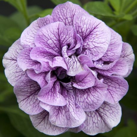 Wave Petunia Plants