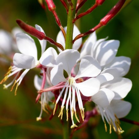Gaura (Beeblossom) - Image 2