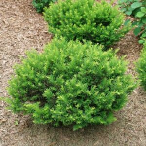 Yew plants for sale