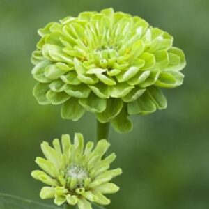 Zinnia plants for sale