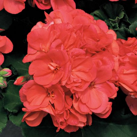 Zonal Geraniums - Image 2