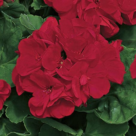 Zonal Geraniums - Image 3